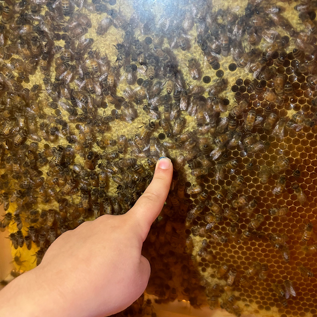 lafattoriavolante_galleria_api-2